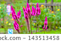 明亮、深粉紅色的雞冠花 143513458