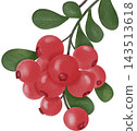 Watercolor cranberry branch ideal for Thanksgiving cards, seasonal invitations. 143513618