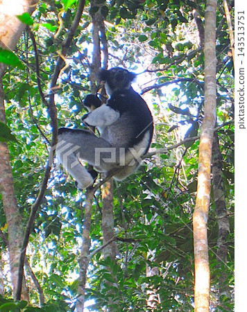 Indri (Madagascar) Indri (Madagascar) 143513751