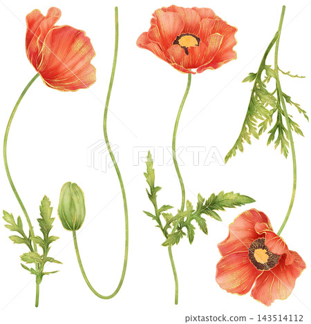 Realistic botanical watercolor illustration with gold outline of red poppy flower collection Realistic botanical watercolor illustration with gold outline of red poppy flower collection 143514112