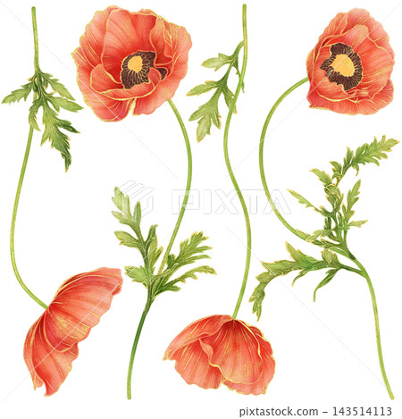 Realistic botanical watercolor illustration with gold outline of red poppy flower collection 143514113