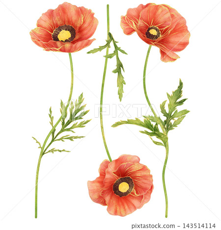 Realistic botanical watercolor illustration with gold outline of red poppy flower collection Realistic botanical watercolor illustration with gold outline of red poppy flower collection 143514114