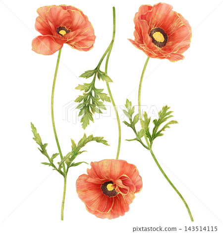 Realistic botanical watercolor illustration with gold outline of red poppy flower collection Realistic botanical watercolor illustration with gold outline of red poppy flower collection 143514115