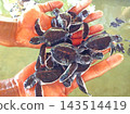 Turtle's baby Turtle's baby 143514419