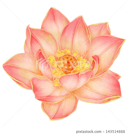 Realistic botanical watercolor illustration with gold outline of blooming pink lotus flower Realistic botanical watercolor illustration with gold outline of blooming pink lotus flower 143514888