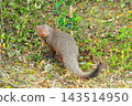 Ruddy Mongoose Ruddy Mongoose 143514950
