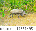Wild boar (Indian Wild Boar) Wild boar (Indian Wild Boar) 143514951