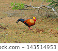 The national bird of Sri Lanka (Ceylon Junglefowl) The national bird of Sri Lanka (Ceylon Junglefowl) 143514953