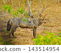Jackal (Golden Jackal) Jackal (Golden Jackal) 143514954