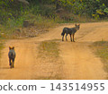 Jackal (Golden Jackal) Jackal (Golden Jackal) 143514955