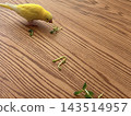 一隻黃色虎皮鸚鵡正在吃豌豆苗 143514957