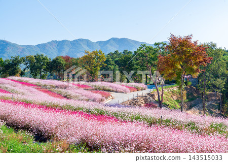 Colorful Autumn Flower Fields at Goseokjeong Flower Garden in Cheorwon, South Korea Colorful Autumn Flower Fields at Goseokjeong Flower Garden in Cheorwon, South Korea 143515033