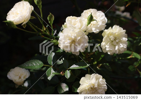 白玫瑰花,綠冰 白玫瑰花,綠冰 143515069