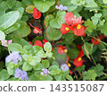 公園鮮花 143515087