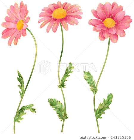 Realistic and detailed botanical watercolor painting with gorgeous metallic gold outline of pink daisy flowers with green leaves Realistic and detailed botanical watercolor painting with gorgeous metallic gold outline of pink daisy flowers with green leaves 143515196