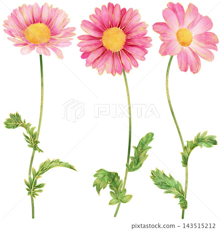 Realistic and detailed botanical watercolor painting with gorgeous metallic gold outline of pink daisy flowers with green leaves Realistic and detailed botanical watercolor painting with gorgeous metallic gold outline of pink daisy flowers with green leaves 143515212