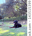 Labrador 143515399