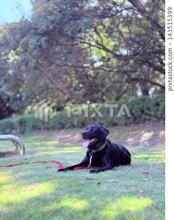 Labrador Labrador 143515399
