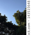 Blue sky and green trees 143515648