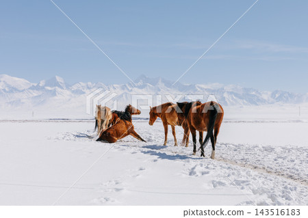 Herd of wild horses standing on snowy field against mountain peaks Herd of wild horses standing on snowy field against mountain peaks 143516183