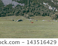 Lone cow grazing on a green pasture in Chulyshman Valley surrounded by cliffs 143516429