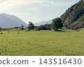 Horses grazing on green pasture in scenic Chulyshman valley mountain landscape 143516430