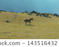 Brown horse running across green hillside pasture in Chulyshman Valley 143516432