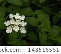 A single white flower blooming along the walking path 143516561