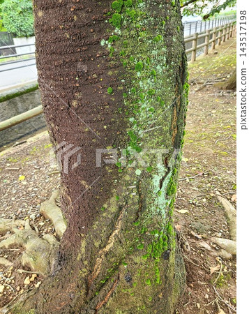 Trunk of tree with moss Trunk of tree with moss 143517198