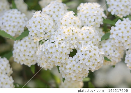 栗林花園在溫暖的春季(四月下旬,繡線菊) 栗林花園在溫暖的春季(四月下旬,繡線菊) 143517496