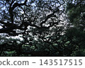 Ritsurin Garden in the warmth of spring (late April) Ritsurin Garden in the warmth of spring (late April) 143517515