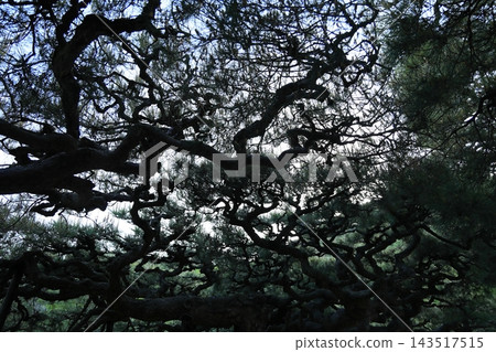 Ritsurin Garden in the warmth of spring (late April) Ritsurin Garden in the warmth of spring (late April) 143517515