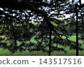 Ritsurin Garden in the warmth of spring (late April) Ritsurin Garden in the warmth of spring (late April) 143517516