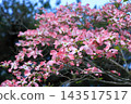Ritsurin Garden in the warmth of spring (late April, dogwood blossoms) Ritsurin Garden in the warmth of spring (late April, dogwood blossoms) 143517517