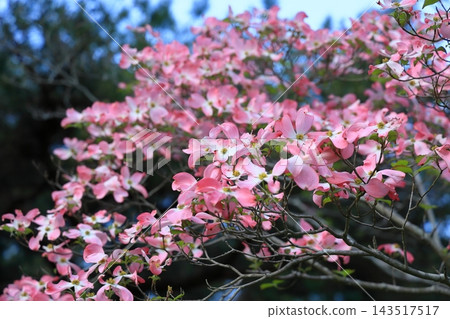 Ritsurin Garden in the warmth of spring (late April, dogwood blossoms) Ritsurin Garden in the warmth of spring (late April, dogwood blossoms) 143517517