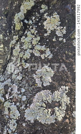 Tree bark texture with green moss Tree bark texture with green moss 143517992