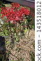 Vibrant red spider lily flowers macro close up 143518012