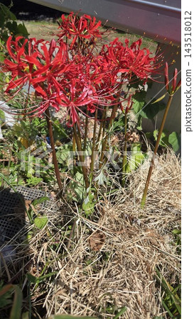 Vibrant red spider lily flowers macro close up Vibrant red spider lily flowers macro close up 143518012