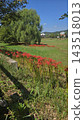 Beautiful summer park landscape with vibrant red spider lily flowers and a large green weeping willow tree under clear blue sky. 143518013