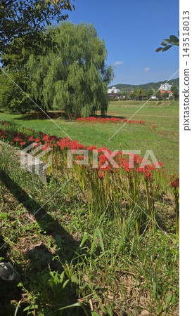 Beautiful summer park landscape with vibrant red spider lily flowers and a large green weeping willow tree under clear blue sky. Beautiful summer park landscape with vibrant red spider lily flowers and a large green weeping willow tree under clear blue sky. 143518013