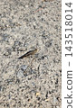 Gray bird grasshopper camouflage on dry soil ground 143518014