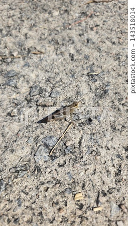 Gray bird grasshopper camouflage on dry soil ground Gray bird grasshopper camouflage on dry soil ground 143518014