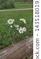 Beautiful white chamomile daisy flowers blooming next to an old rustic wooden log in a green park landscape. 143518019