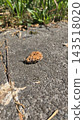 Dry textured peach pit stone on grey asphalt pavement 143518020