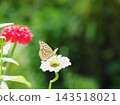 A green fritillary butterfly sipping nectar from a zinnia flower. 143518021