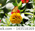 A swallowtail butterfly sucking nectar from a zinnia 143518169