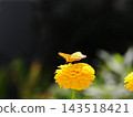 A Common Leopard butterfly perched on a yellow zinnia flower. 143518421