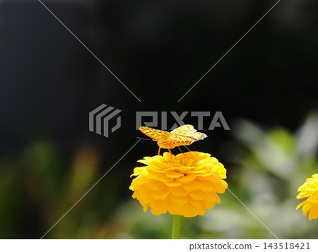 一隻豹紋蝶棲息在一朵黃色的百日菊花上。 一隻豹紋蝶棲息在一朵黃色的百日菊花上。 143518421