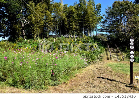 Kanagawa Prefecture, Chigasaki City: Cosmos field and entrance to the village house at Kanagawa Prefectural Chigasaki Satoyama Park. Kanagawa Prefecture, Chigasaki City: Cosmos field and entrance to the village house at Kanagawa Prefectural Chigasaki Satoyama Park. 143518430