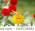 A butterfly perched on a zinnia flower. 143518482